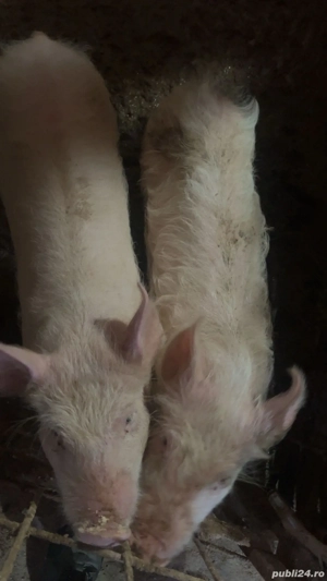 Vând soldani, un mascor si o scrofița 