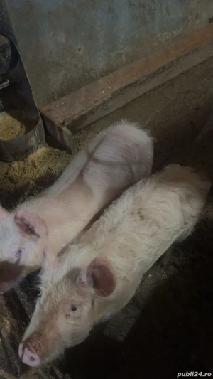 Vând soldani, un mascor si o scrofița  - imagine 4