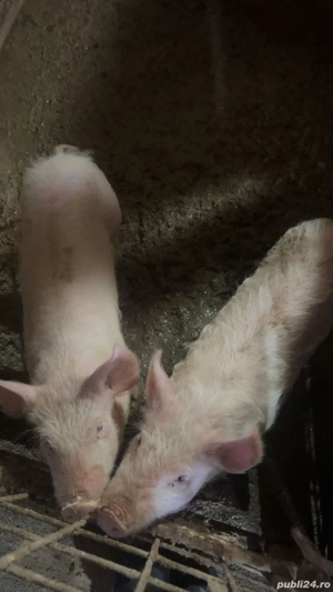 Vând soldani, un mascor si o scrofița  - imagine 3