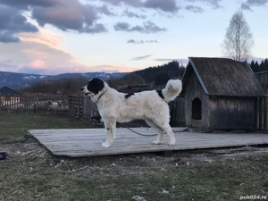 Ciobănesc de Bucovina - imagine 6
