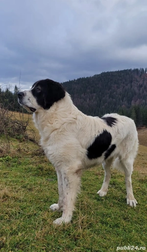 Ciobănesc de Bucovina - imagine 7