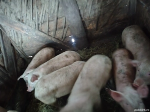 de vânzare porci  