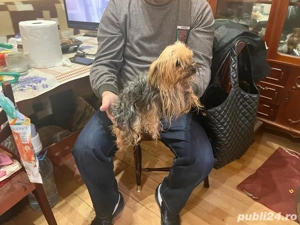 Yorkshire mini - imagine 2