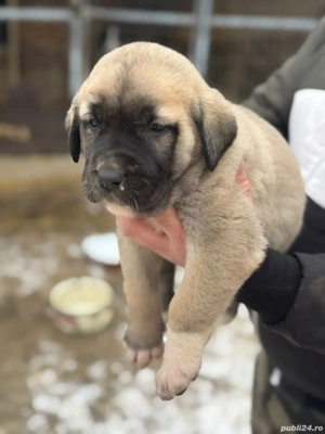 Ciobanesc de Asia Centrală  - imagine 3