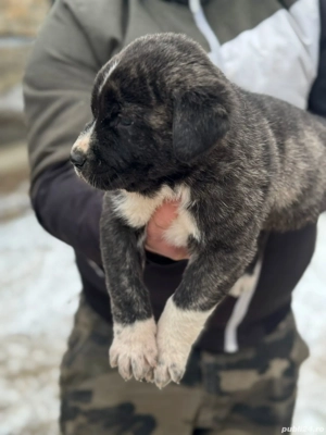 Ciobanesc de Asia Centrală  - imagine 2