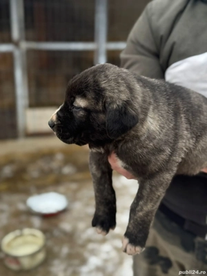 Ciobanesc de Asia Centrală  - imagine 4