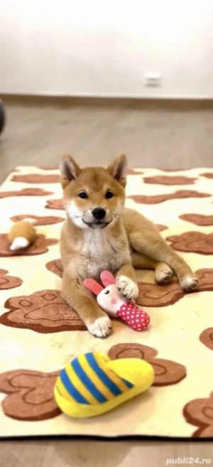 Baietel Shiba Inu