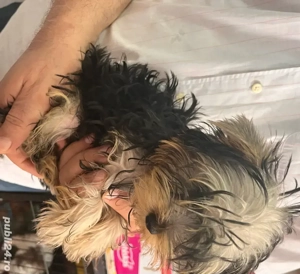 Yorkshire mini - imagine 3