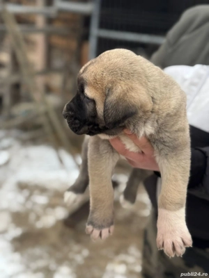 Ciobanesc de Asia Centrală  - imagine 5