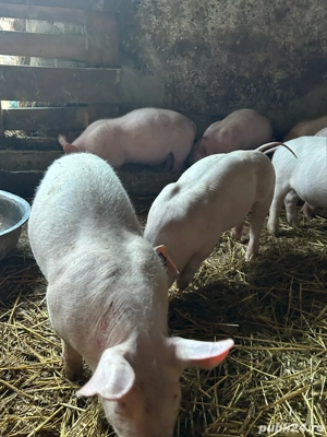 purcei de vanzare - imagine 5