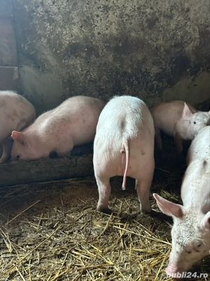 purcei de vanzare - imagine 4