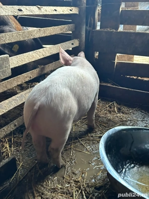 purcei de vanzare - imagine 2