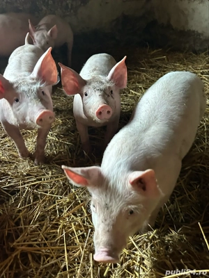 purcei de vanzare - imagine 3