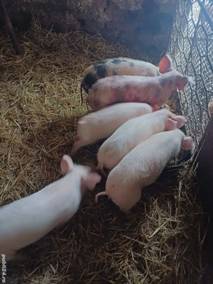 vand purcei - imagine 4