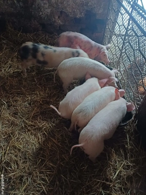 vand purcei - imagine 3