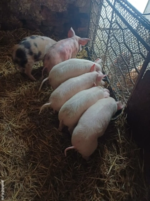 vand purcei - imagine 2