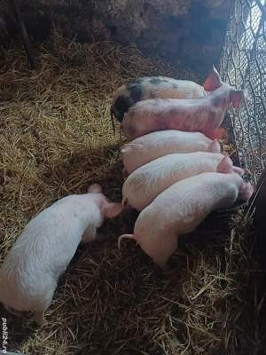 vand purcei - imagine 5