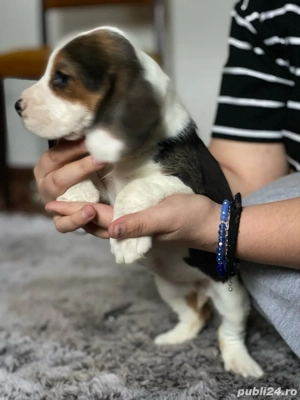 vand 3 catelusi rasa Beagle - imagine 2