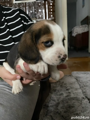 vand 3 catelusi rasa Beagle - imagine 5
