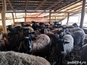 Ofer spre adoptie oi gestante