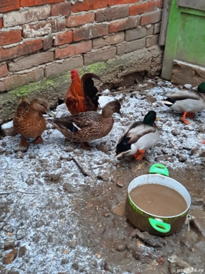 Vând Rațe sălbatice 