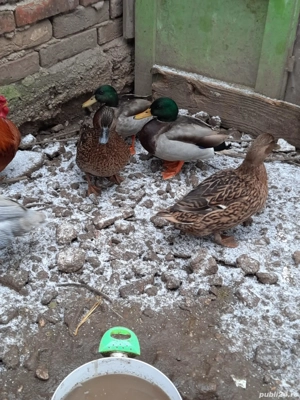 Vând Rațe sălbatice  - imagine 3