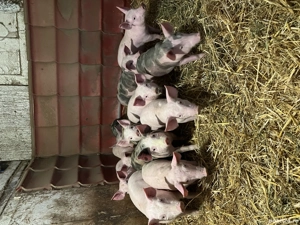 Porci de vanzare  - imagine 4