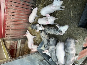 Porci de vanzare  - imagine 2