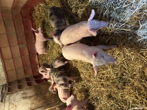 Porci de vanzare  - imagine 3