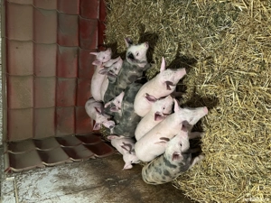 Porci de vanzare  - imagine 5