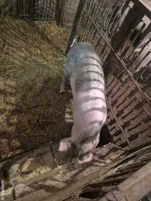 Disponibili !!! - imagine 3