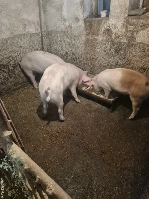 Disponibili !!! - imagine 4