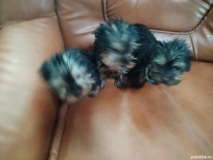 vanzare catei - imagine 2