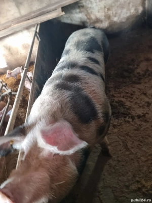 Porci de carne, pentru taiere, de vanzare - imagine 2