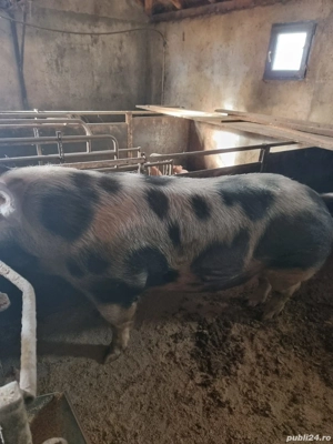Porci de carne, pentru taiere, de vanzare - imagine 3