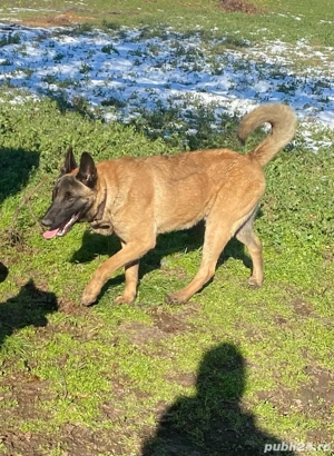 malinois pentru monta  - imagine 3