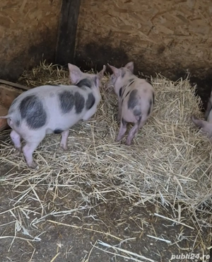 soldani diferite marimi si soiuri - imagine 4