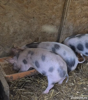 soldani diferite marimi si soiuri - imagine 3