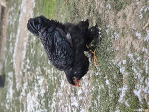 cocoș brahma negru si iepuri californieni - imagine 4
