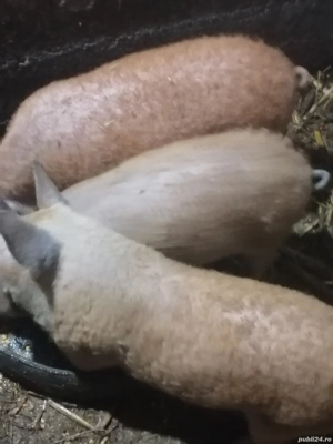 De vânzare  purcei mangalita  - imagine 3