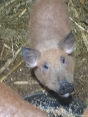 De vânzare  purcei mangalita  - imagine 4