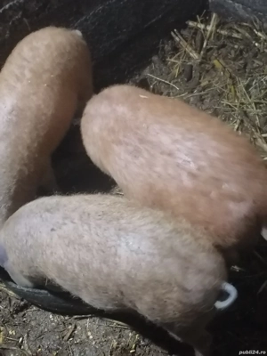 De vânzare  purcei mangalita  - imagine 2