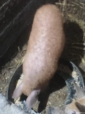 De vânzare  purcei mangalita  - imagine 5