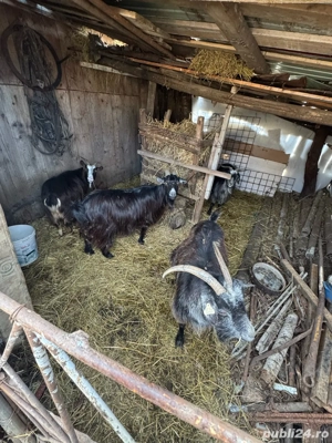 Capre Tinere  - imagine 3