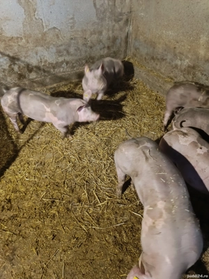 Vând șoldani pietran sau tn70 cu pietran