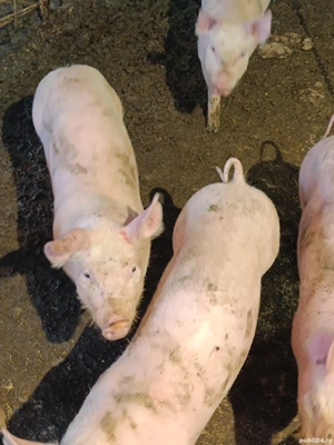 Vând șoldani pietran sau tn70 cu pietran - imagine 5