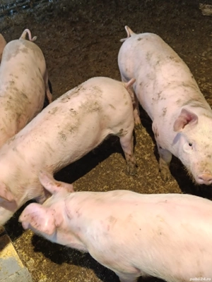 Vând șoldani pietran sau tn70 cu pietran - imagine 4