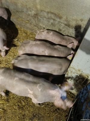 Vând șoldani pietran sau tn70 cu pietran - imagine 2