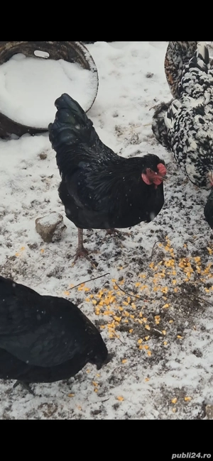 Cocoșii 2025  - imagine 4