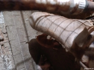 Vând  porc aproximativ 125kg - imagine 2